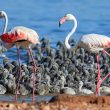 Pour la première fois, une colonie de Flamants roses a niché avec succès en 2020 sur la lagune de Torrevieja (Espagne)