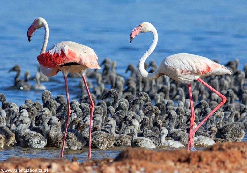 Pour la première fois, une colonie de Flamants roses a niché avec succès en 2020 sur la lagune de Torrevieja (Espagne)