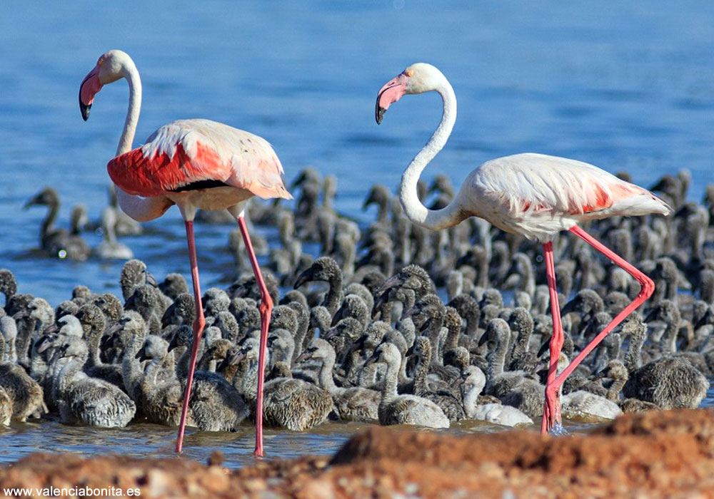 Flamants roses (Phoenicopterus roseus)