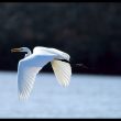 Grande Aigrette en Haute-Vienne