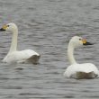 Cygnes de Bewick dans la Manche