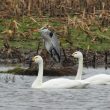 Cygnes de Bewick à Pirou (Manche)