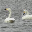 Cygnes de Bewick