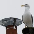 Le Goéland pontique bagué polonais du Muséum d’Histoire Naturelle de Paris