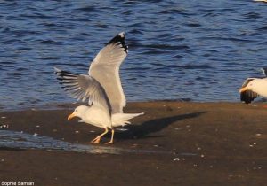 Goéland pontique (Larus cachinnnans)