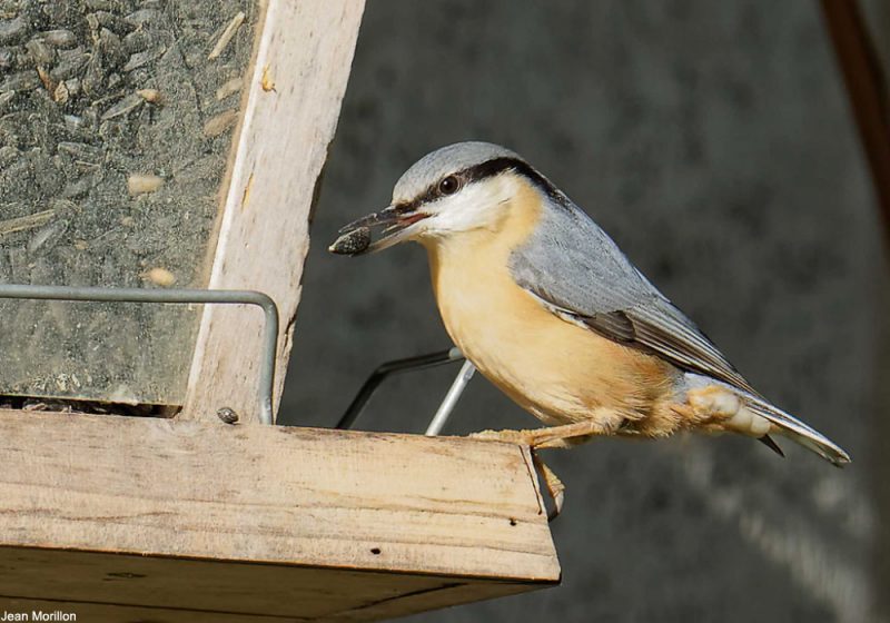 Oiseaux des jardins : graines et alimentation pour oiseaux du