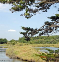 Sortie ornithologique guidée dans les marais d’Olonne (Vendée)