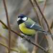 Visioconférence sur la Mésange charbonnière en ville