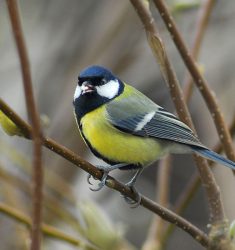 Visioconférence sur la Mésange charbonnière en ville