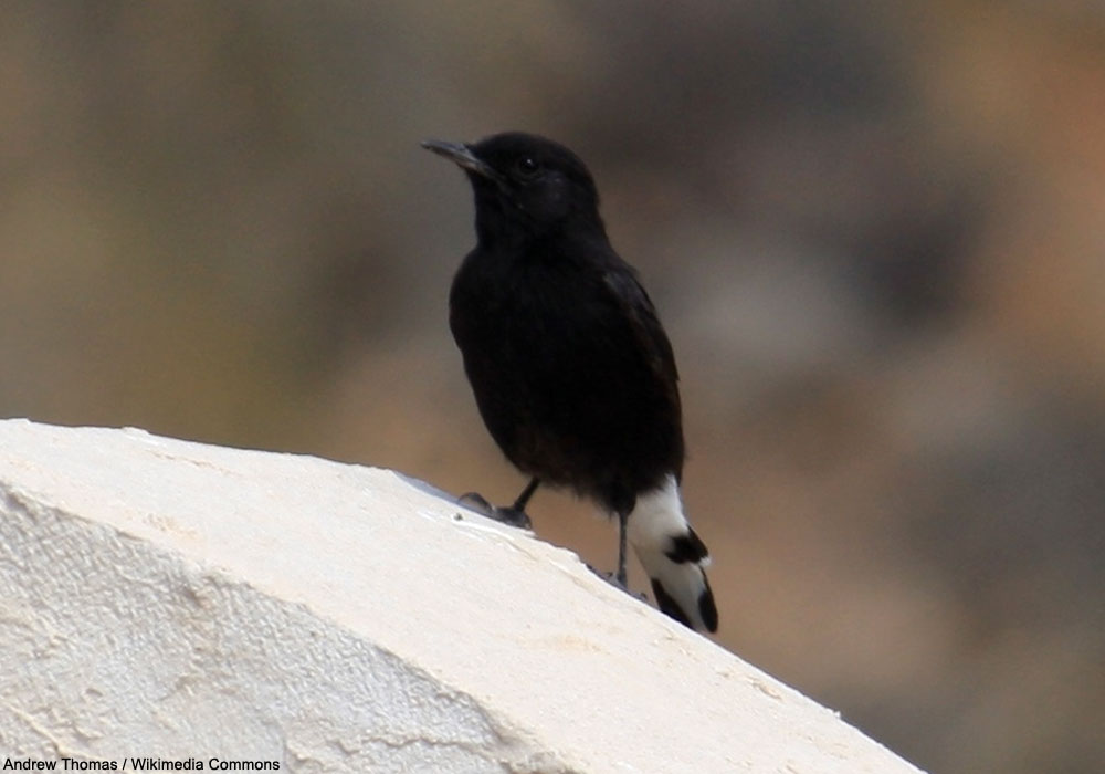 Traquet rieur (Oenanthe leucura)