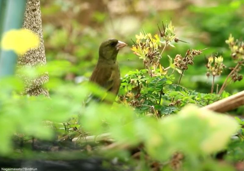 La sous-espèce du Verdier de Chine vivant sur les îles d’Ogasawara devrait être considérée comme une espèce distincte