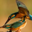 L’impressionnante saison de nidification d’un couple de Martins-pêcheurs d’Europe le long du Danube slovaque