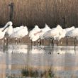 Spatules blanches en Normandie