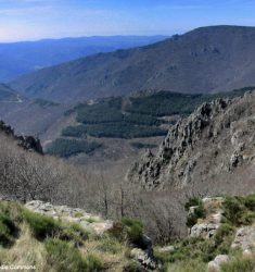 Visoconférence et visite guidée pour découvrir les oiseaux de la forêt du Caroux-Espinouse (Hérault)