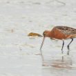 Barge rousse en plumage nuptial