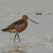 Barge rousse en plumage nuptial