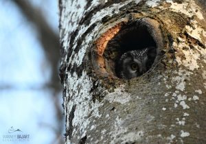 Nyctale de Tengmalm (Aegolius funereus)