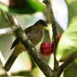 Bulbul aux yeux crème sur l’île de Bornéo