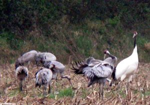 Grues du Japon (Grus japonensis) et cendrées (G. grus)