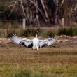 Grue du Japon dans les Landes