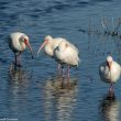 La population d’Ibis blancs a récemment « explosé » dans le sud de la Floride grâce aux écrevisses