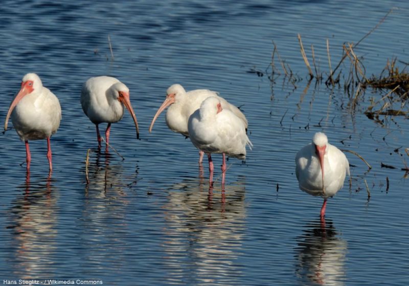 La population d’Ibis blancs a récemment « explosé » dans le sud de la Floride grâce aux écrevisses