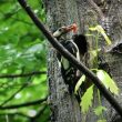 Un nouvel exemple d’un Pic épeiche apportant des oisillons à ses jeunes pour les nourrir