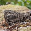 Une femelle d’Engoulevent d’Amérique couve un gland de chêne en Floride (États-Unis)