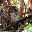 Redécouverte de la sous-espèce brookii du Petit-duc radjah sur l’île de Bornéo