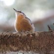 Découverte en 2020 d’une nouvelle forêt fréquentée par la Sittelle kabyle en Algérie