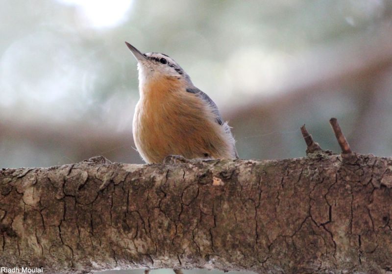 Découverte en 2020 d’une nouvelle forêt fréquentée par la Sittelle kabyle en Algérie