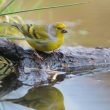 Le Venturon montagnard dépend étroitement de la présence d’eau, notamment à cause de sa consommation de sels minéraux