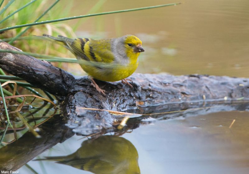 Le Venturon montagnard dépend étroitement de la présence d’eau, notamment à cause de sa consommation de sels minéraux