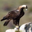 Le nombre de couples d’Aigles ibériques a doublé au Portugal depuis 2013