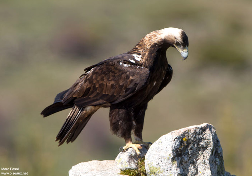 Aigle ibérique (Aquila adalberti) mâle adulte