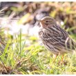 Pipit à gorge rousse dans les Alpes-Maritimes