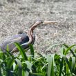 Héron pourpré en Camargue