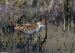 1-Marouette de Baillon | Zapornia pusilla | Baillon’s Crake