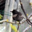 Un Merle à plastron dans un jardin de Vendée