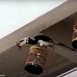 Un Calao pie capture un oiseau dans une cage suspendue d’un balcon de Singapour