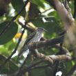 Le bilan remarquable d’une expédition ornithologique récente sur le Cerro Murrucucú (Colombie)