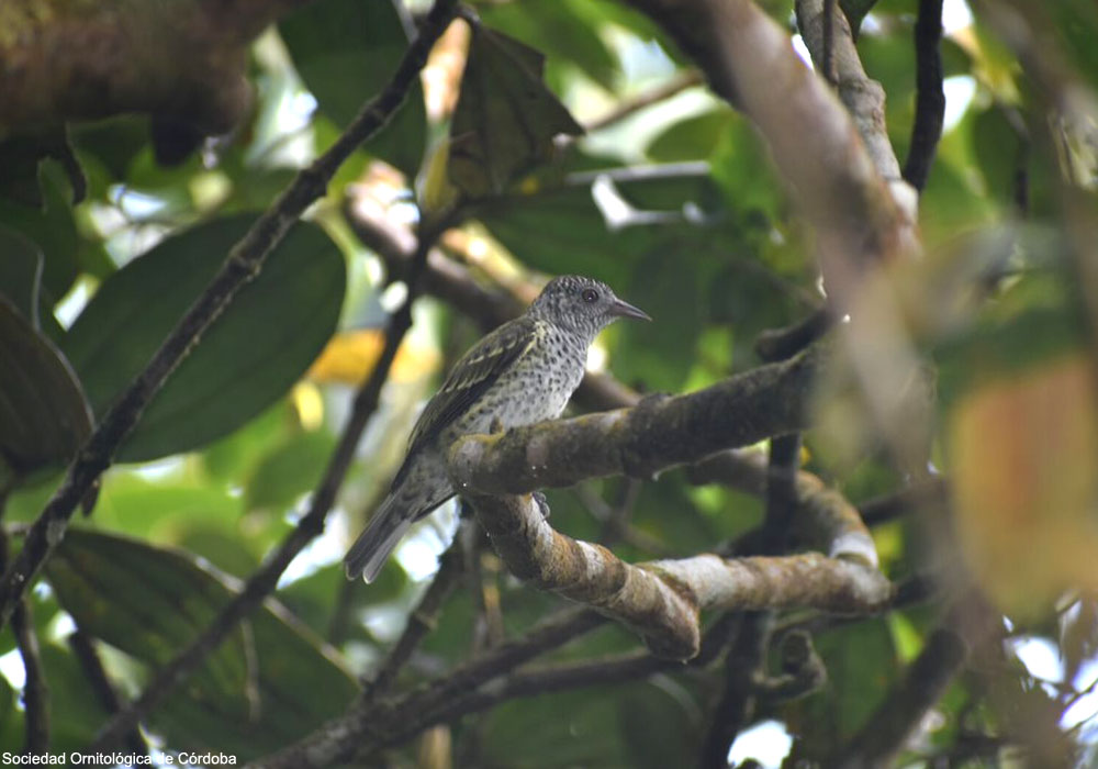 Oxyrhynque huppé (Oxyruncus cristatus)