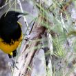 L’Oriole des Bahamas serait beaucoup moins rare qu’on ne le craignait