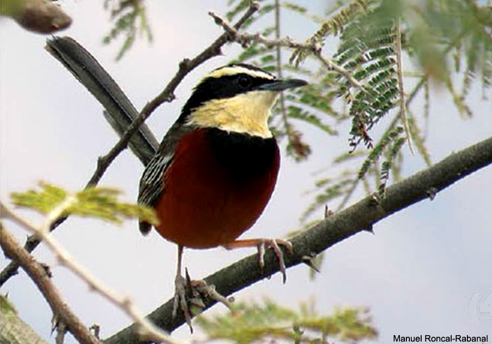 Cordon-noir du Maranon (Melanopareia maranonica) mâle