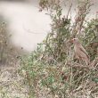 Roselin githagine en Camargue