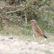 Roselin githagine en Camargue