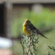 Serin cini au sommet d’un cyprès