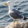 Goéland leucophée à Marseille