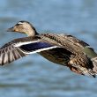 Canard colvert