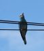 1-Rollier d’Europe | Coracias garrulus | European Roller